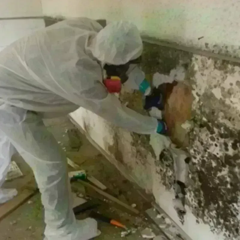 Mold Remediation and Removal in Portola Hills, CA